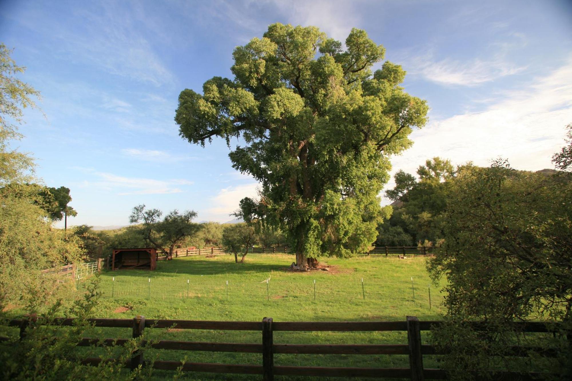 Spirit Tree Inn B&B Patagonia Buitenkant foto